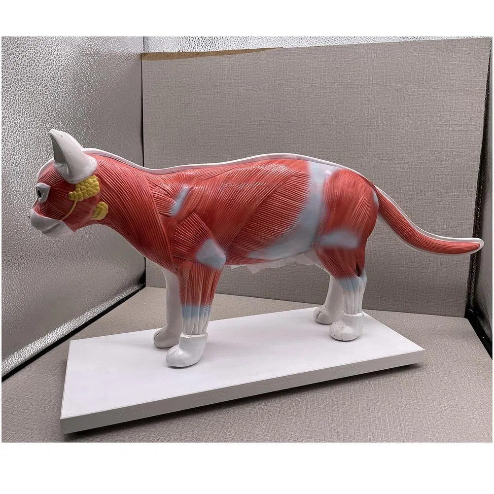 3D-Katzentorso-Anatomiemodell mit Herz-Hirn-Skelett-Kopfmodell für Medizinstudenten, Bildungsanzeige