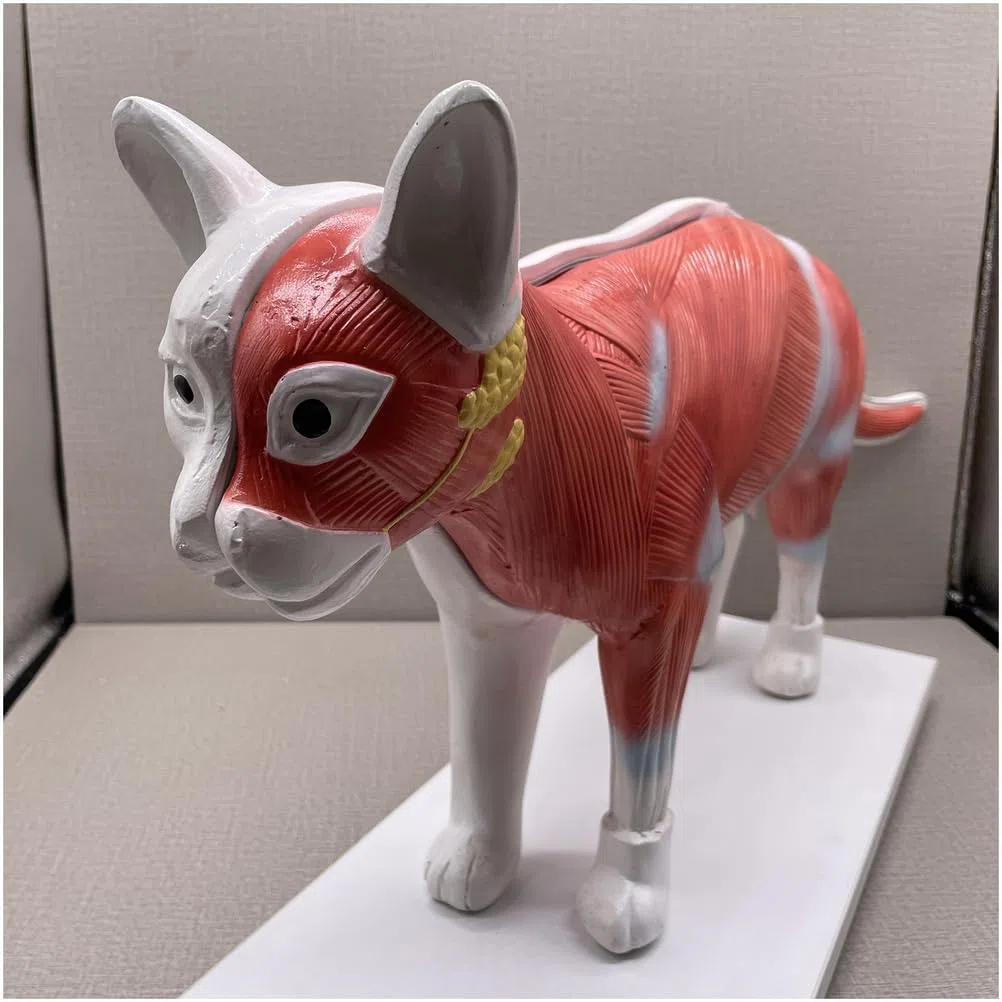 3D-Katzentorso-Anatomiemodell mit Herz-Hirn-Skelett-Kopfmodell für Medizinstudenten, Bildungsanzeige